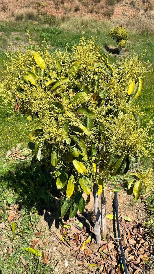 La floracion del aguacate en la primavera de 2025