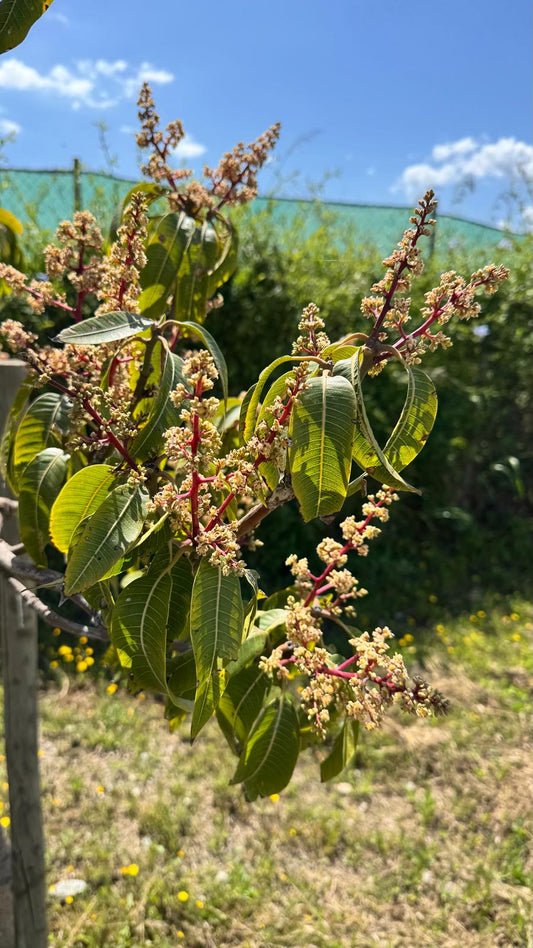 Situación Actual de la Floración del Mango en la Axarquía