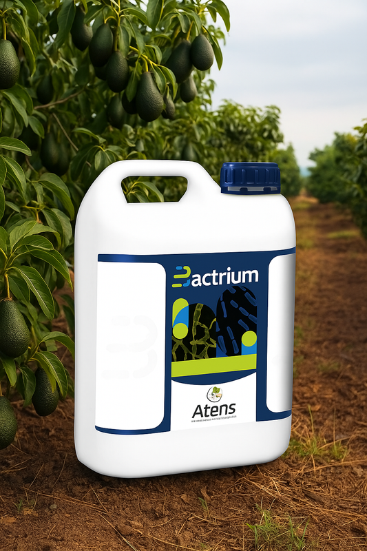 BACTRIUM – Biofertilizante bacteriano con Bacillus Magaterium