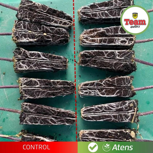 Team Hortícola Atens | Bioestimulante Radicular con Micorrizas