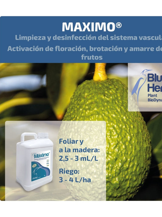 MAXIMO- Protector Cobre Enfermedades Vasculares