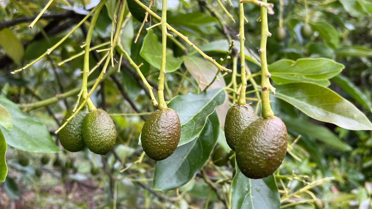 Ergostim XG Bayer, más cuajado y producción en tu cultivo