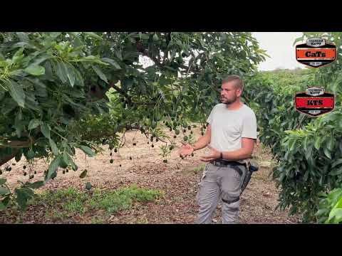 CATS. Prevents sodium binding to the exchange complex and provides calcium.