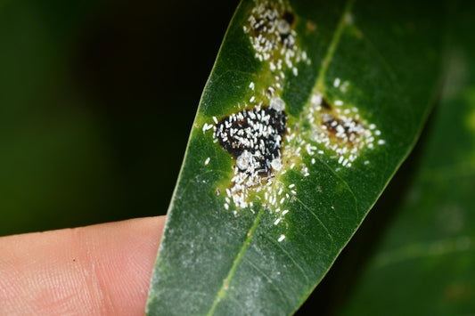 Cochinilla blanca del mango: cómo identificar y manejar Aulacaspis tubercularis