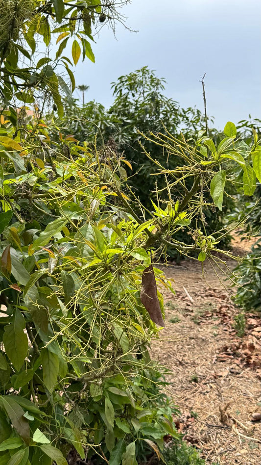 El impacto del Hongo Aéreo en la Floración del Aguacate