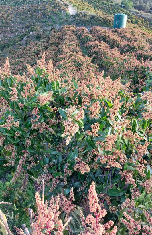 La importancia de la nutricion en la Floracion del Mango