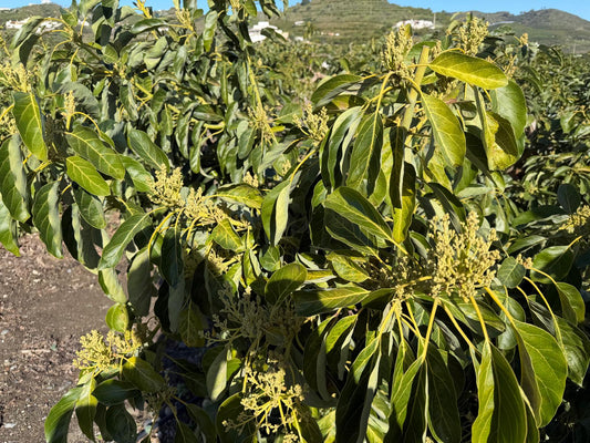 Floración del aguacate en Málaga. Situación actual y perspectiva de campaña.
