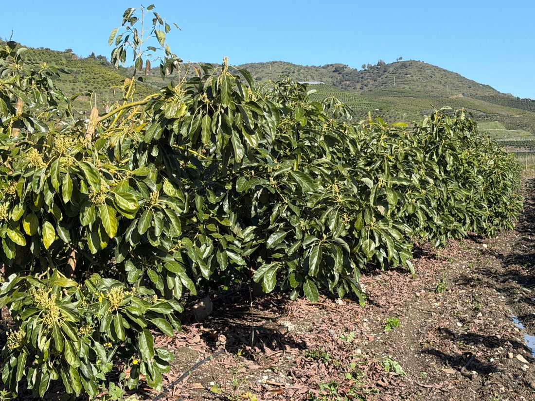 La importancia de abonar correctamente para producir cosecha