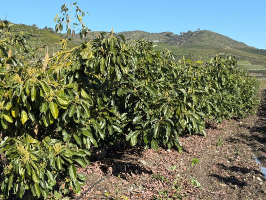 La importancia de abonar correctamente para producir cosecha