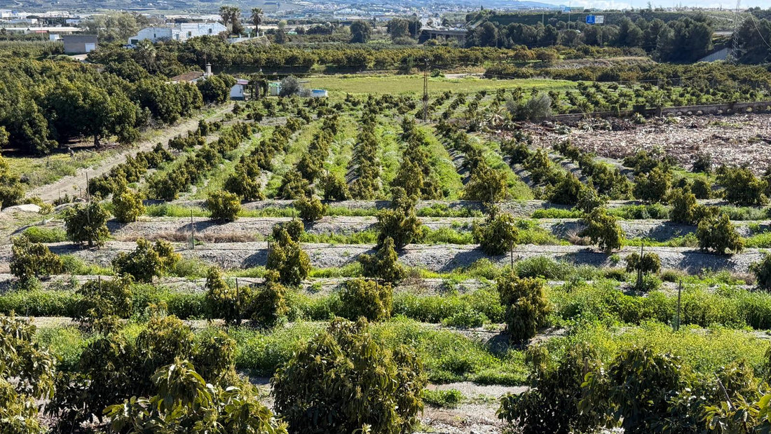 Programa Nutricional Aguacate Profesional | Floración a Cosecha