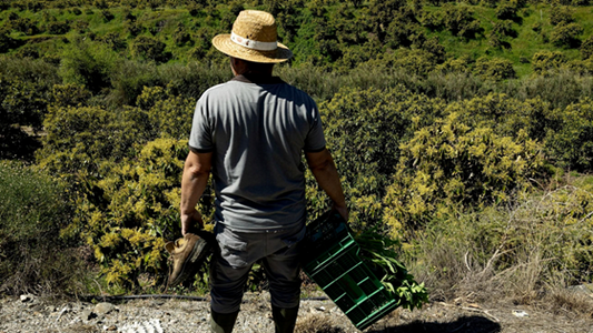 Coste de producción de 1 kg de aguacate en Axarquía (Málaga) 🇪🇸