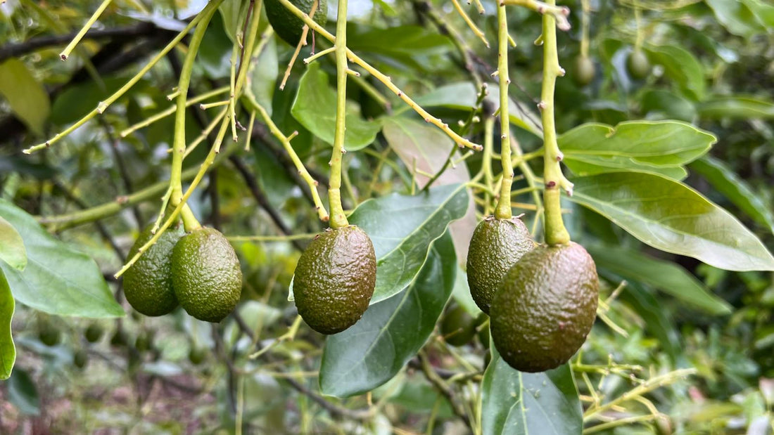 Frutos al inicio del engorde