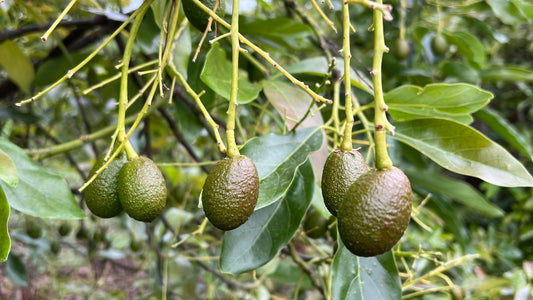 Frutos al inicio del engorde