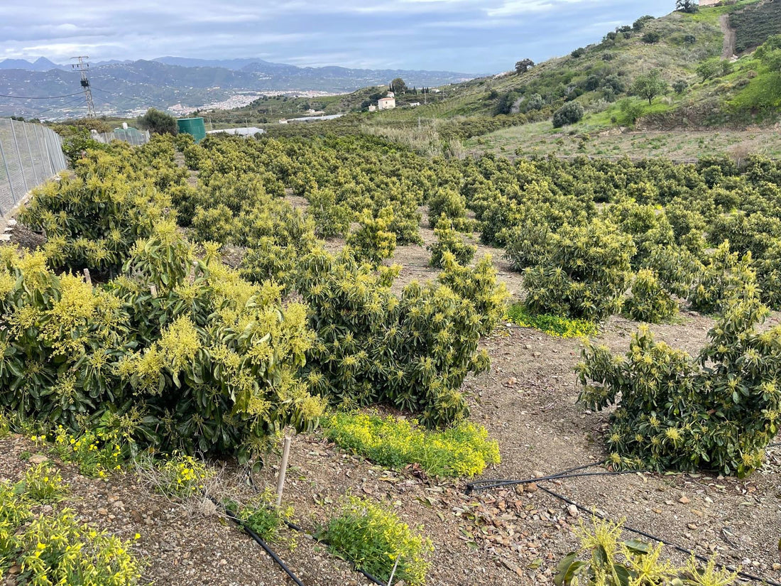El Tratamiento Más Efectivo para la Floración en Aguacate