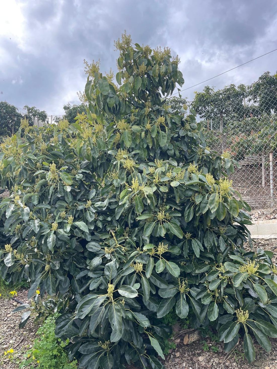 Manejo y etapas del cultivo del aguacate en la AXARQUIA