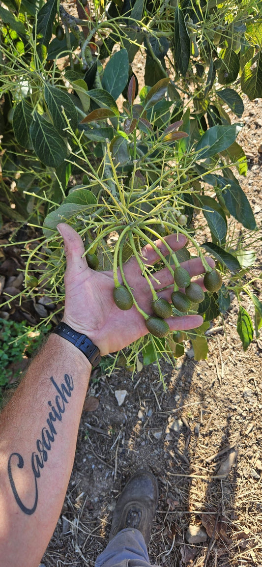La caída fisiológica del fruto de Aguacate en verano