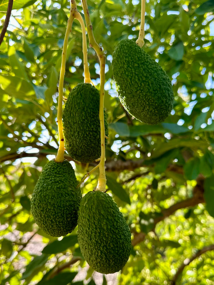 Aguacate: Calibre y Engorde