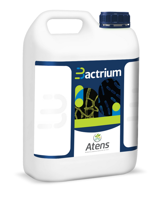 BACTRIUM Bioestimulante a base de cepas exclusivas de Bacillus Megaterium