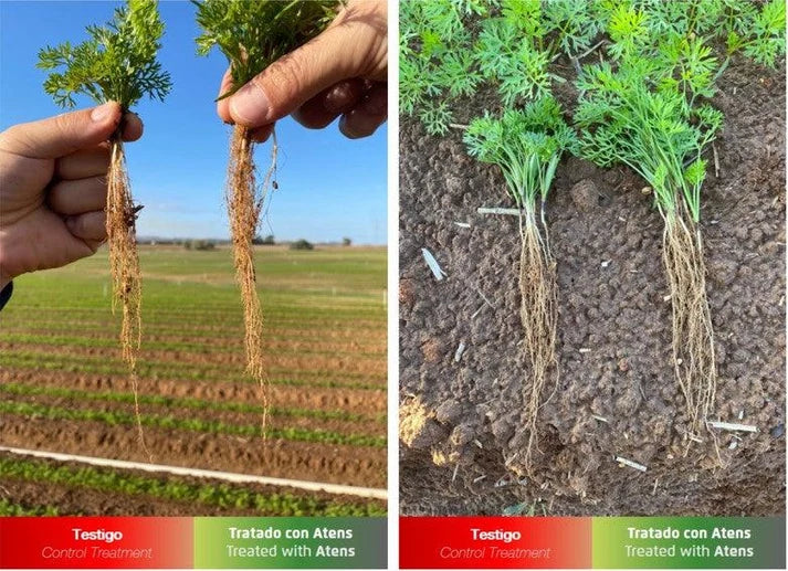 Team Hortícola Atens | Bioestimulante Radicular con Micorrizas