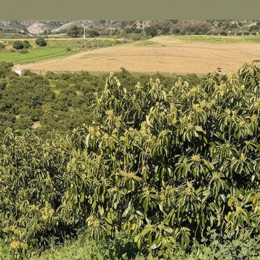 Pack Cuaje Aguacate Premium - Quelafert + Frutrel + Flostrel