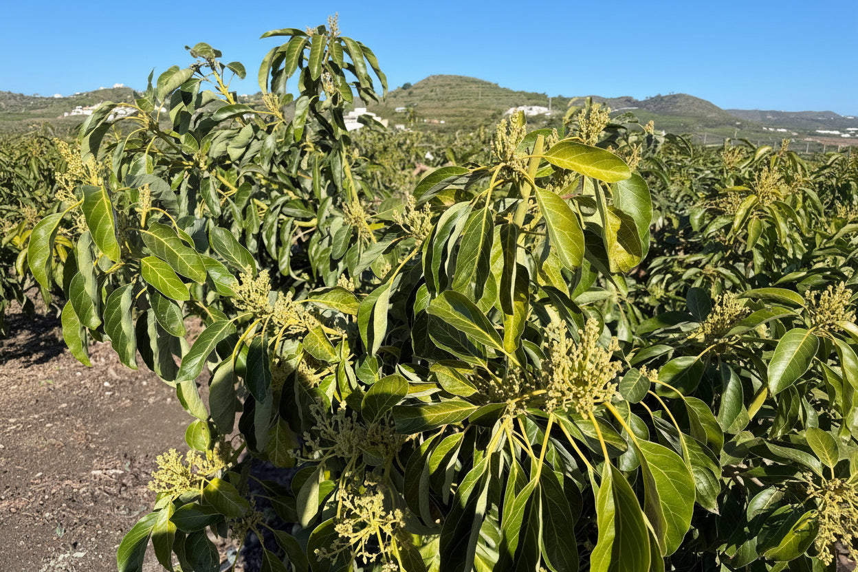 Pack Cuaje Frutales Premium - Quelafert + Frutrel + Flostrel