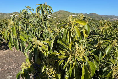 Pack Cuaje Frutales Premium - Quelafert + Frutrel + Flostrel