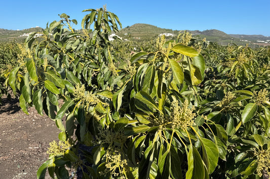 Pack Cuaje Aguacate Premium - Quelafert + Frutrel + Flostrel