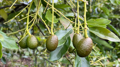 Ergostim XG Bayer, más cuajado y producción en tu cultivo