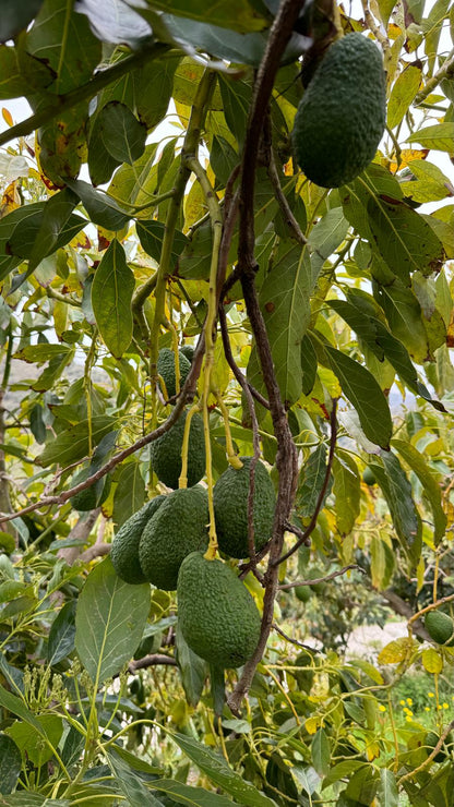 Manvert FOLIPLUS - Bioestimulante Orgánico Completo